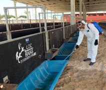 Expoagro: Parque da Pecuária começa a receber animais nesta segunda-feira (21)