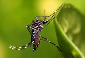 Cientistas ligam casos de dengue à imunidade para covid-19