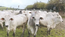 Agrofeira IBC coloca 75 animais da seleção Nelore no mercado e aposta em momento de valorização da pecuária