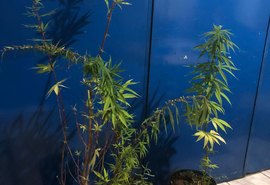 Homem é preso com mudas de maconha em uma residência no Francês