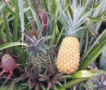 Embrapa desenvolve novas variedades de abacaxi resistentes à fusariose