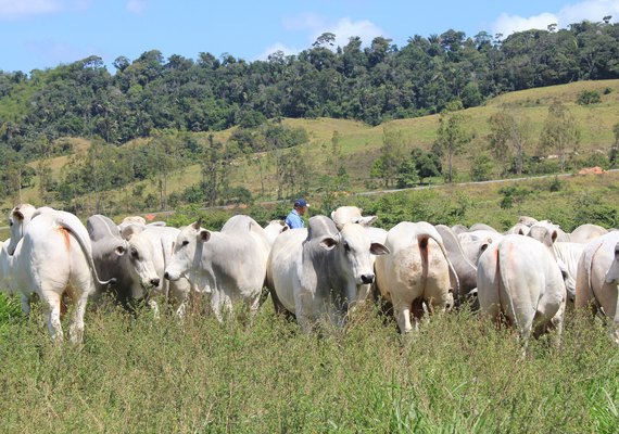 Criadores reforçam sucesso da Expoagro 2018