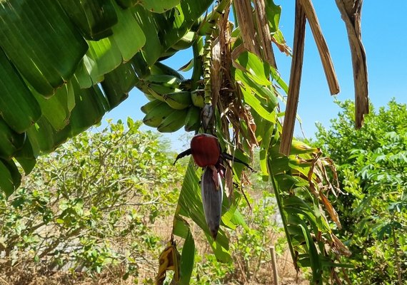 Emater realiza hoje (22)  discussão sobre cultivo de banana em União dos Palmares