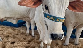 Animais da Expoalagoas Genética começam a chegar no Parque da Pecuária