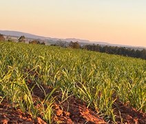 Estudo revela que expansão da área plantada de cana para produção de etanol pode anular ganhos ambientais