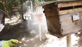 Trabalho de campo acompanha manejo de colmeias e extração do mel em AL