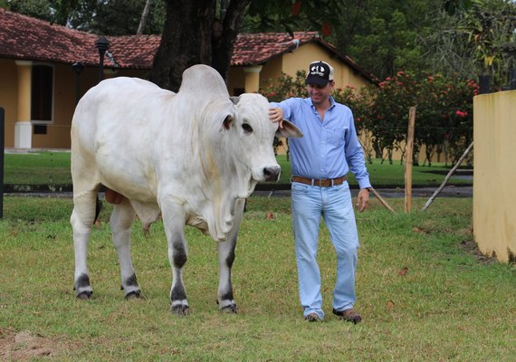 Nelore Positivo investe em técnica desenvolvida pela ABCZ