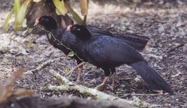 Mutum-de-alagoas, ave considerada extinta, volta ao ambiente natural após 30 anos