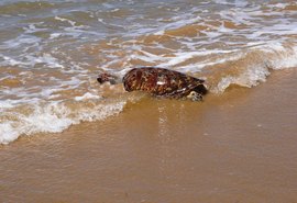 IMA alerta população sobre conduta ao encontrar peixes-boi e tartarugas nas praias de Alagoas