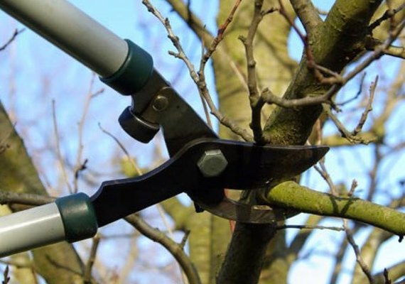 ﻿Prefeitura orienta: poda de árvore sem autorização é crime ambiental