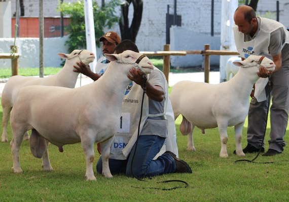 Julgamento das raças dorper e white dorper recebe mais de 350 animais