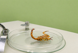 Foi picado por escorpião? Saiba qual unidade de saúde procurar em Alagoas