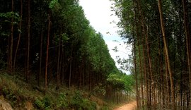 Cultivo de eucalipto em Alagoas ganha mercado nacional