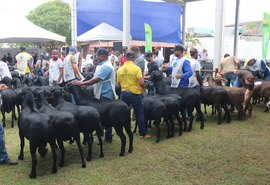Alagoas vai receber mais de 700 ovinos na Nacional do Santa Inês durante a 73ª Expoagro