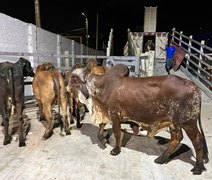 Parque da Pecuária deve receber até 3 mil animais para a 72ª Expoagro Alagoas