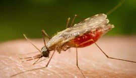 Cientistas da Fiocruz avançam no desenvolvimento de vacina completa contra a Malária