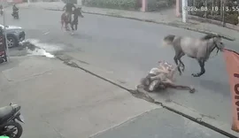 Cavalo escorrega e arremessa casal contra calçada em Arapiraca