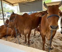 Alagoas vai estrear julgamento da raça Sindi durante 73ª Expoagro