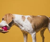 Estudo revela que donos de cães podem ter dificuldade em identificar sinais de dor nos animais