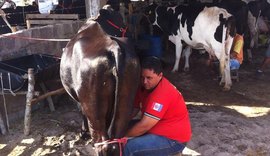 CPLA alerta que estiagem prejudica produção leiteira