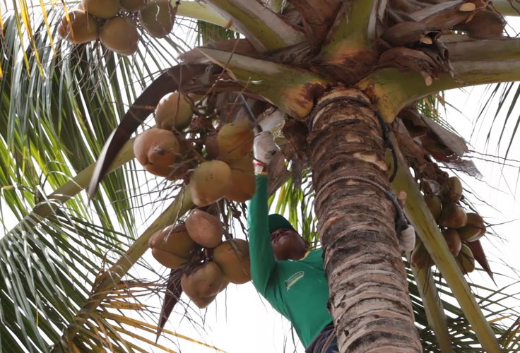 Coopaiba consolida ritmo industrial