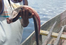 Peixes morreram por intoxicação na Lagoa Mundaú, aponta análise