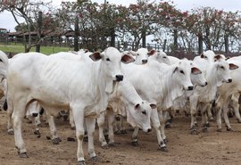 Lote especial de bezerras será uma das novidades do 21º Leilão Nelore Barros Correia