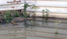 Jacaré é encontrado em estação ferroviária em Bebedouro