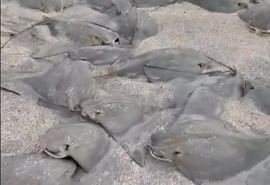 Vídeo: Dezenas de arraias mortas são encontradas em praia de Maragogi