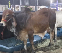 Cooperativa alagoana aposta em inovação e amplia mercado da carne no Nordeste