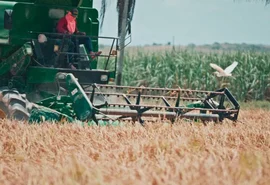 Produtor amarga perda de 50% no preço do arroz em plena safra em Alagoas