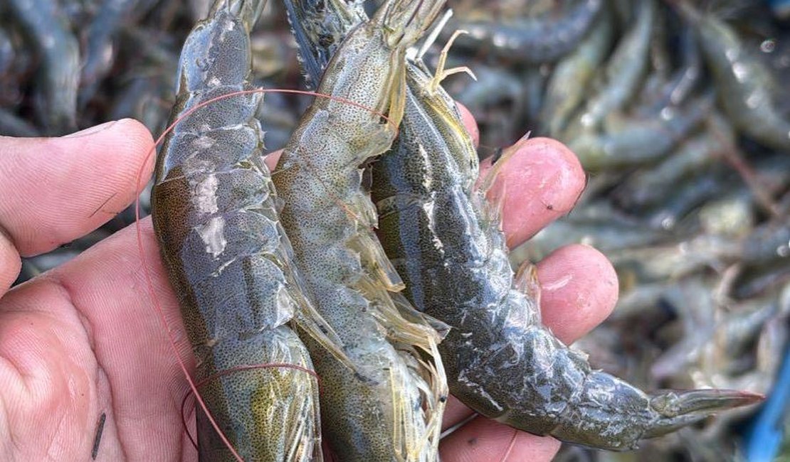 Crédito para a carcinicultura soma R$ 2,4 milhões e alcança maior volume dos últimos cinco anos em AL