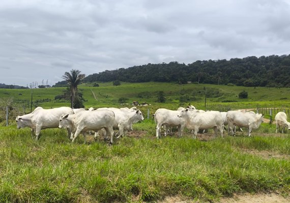 Com genética superior, Varrela está com tudo pronto para remate de touros e fêmeas nelore