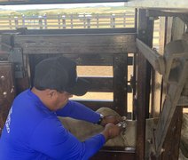 Febre Aftosa: Alagoas atinge cobertura vacinal exigida pelo Mapa