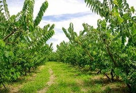 Agropecuária lidera desempenho da economia no 1º trimestre