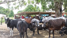 Pindorama participa de dia de campo sobre bovinos