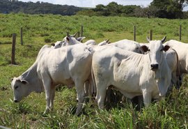 Nelore Positivo coloca mais de 400 animais em pista e reafirma o padrão Agro CPMF