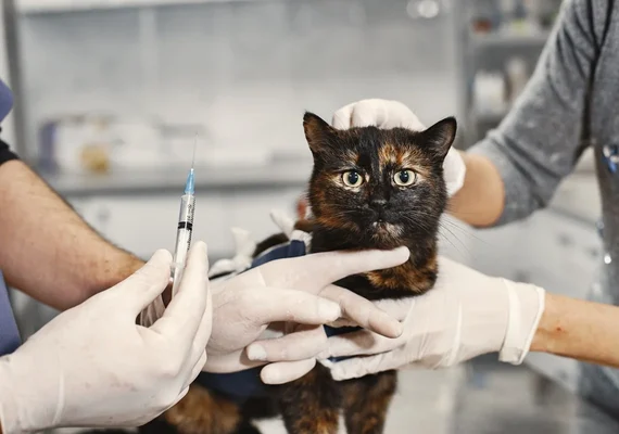 Mitos sobre gatos vira-latas podem colocar a saúde dos pets em risco