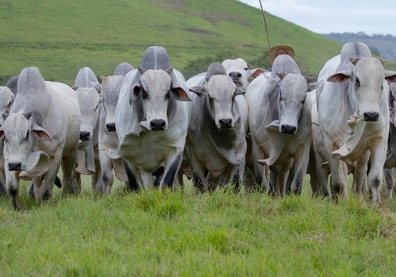 Leilão Nelore Positivo ofertará 500 animais durante a Expoagro Alagoas