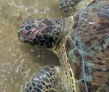 Tartaruga-verde é encontrada com crânio esmagado no Litoral de Alagoas