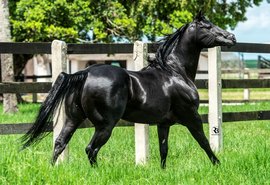 14º Vaquejada e Trabalho lança garanhão Black SKY