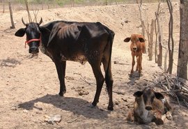 Alagoas tem 38 municípios em estado de emergência