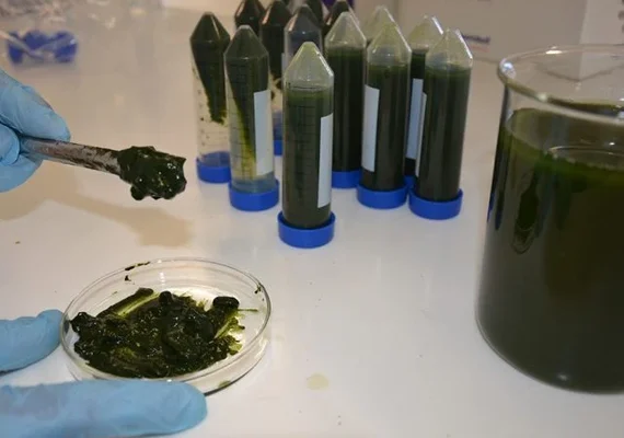 Microalgas são cultivadas para a produção de biocombustível