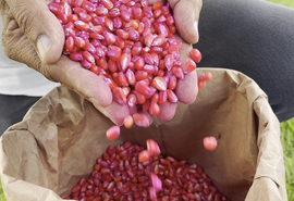 Alagoas Sem Fome: Governo planeja distribuir mais de mil toneladas de sementes para plantio em 2024