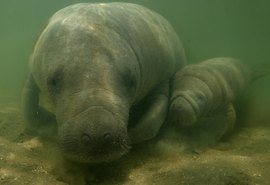 Associação de Porto de Pedras cria petição online para tornar o peixe-boi símbolo oficial do município