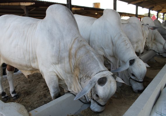 Expoagro/AL tem agenda para família no fim de semana