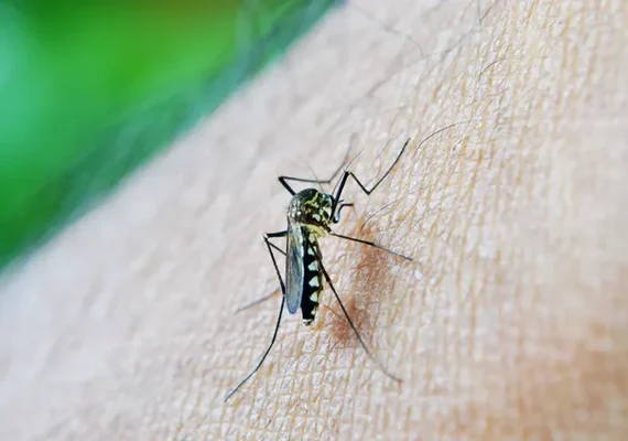 Alagoas deve ultrapassar 10 mil casos de dengue durante o ano de 2026