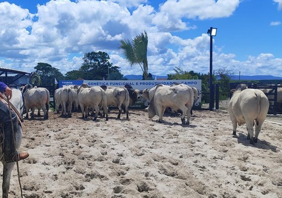 Leilões Santa Nazaré e Varrela ofertam fêmeas genotipadas e touros com RGD