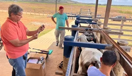 Programa Mais Pecuária Brasil melhora qualidade do rebanho bovino em Penedo