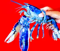 Lagosta azul brilhante surpreende cientistas nos EUA: “Uma em 2 milhões”